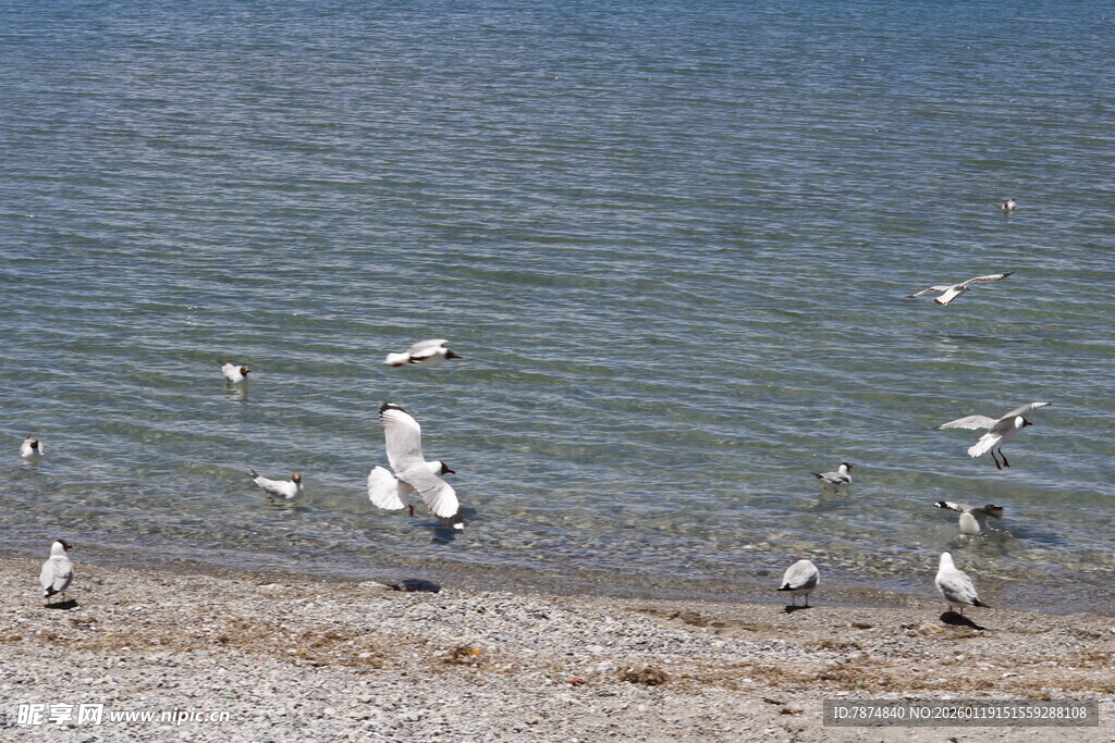 海边沙滩上的群鸟