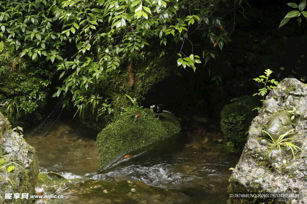 山间溪流旁的绿意岩石