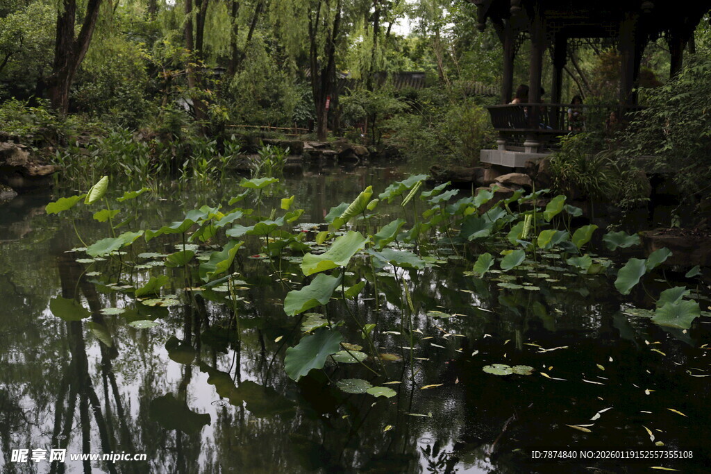 林间溪边绿意盎然的景致