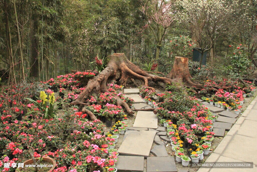 花园小径旁的多彩花卉景观