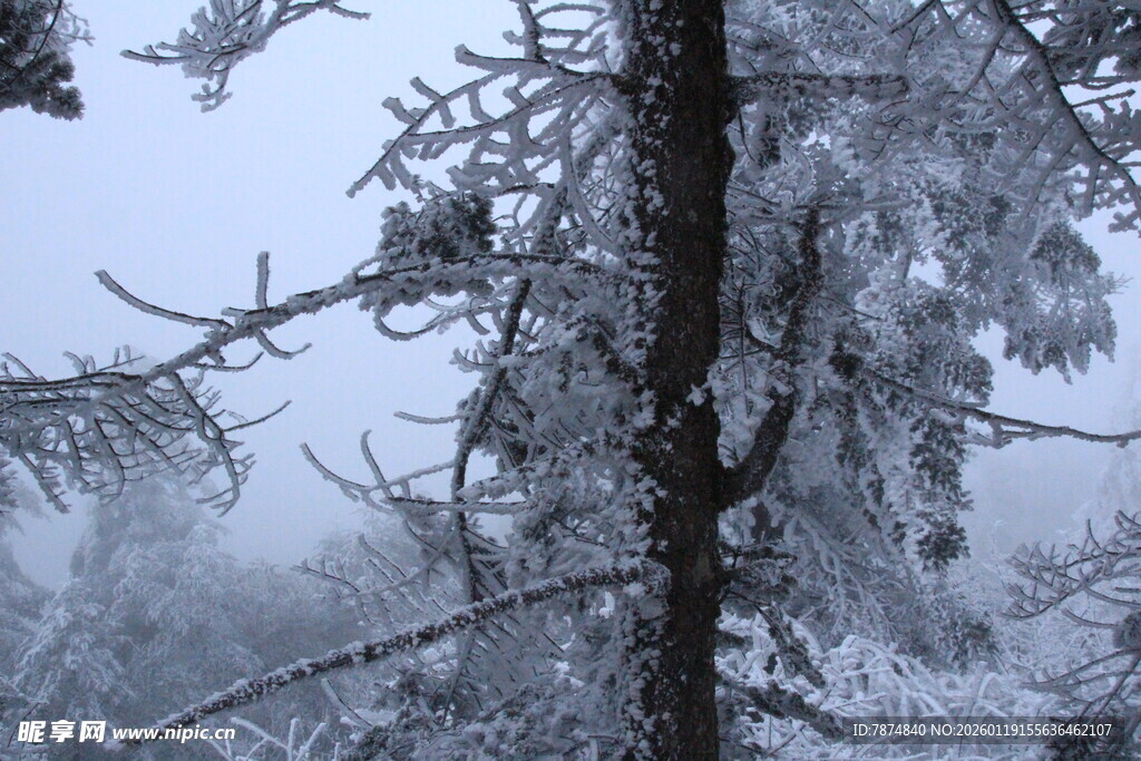 雪覆树木的冬日山林景象