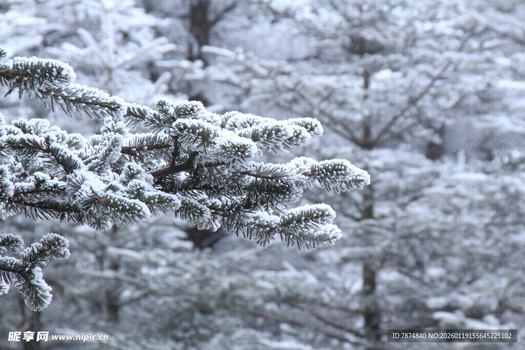 雪覆松枝的冬日美景