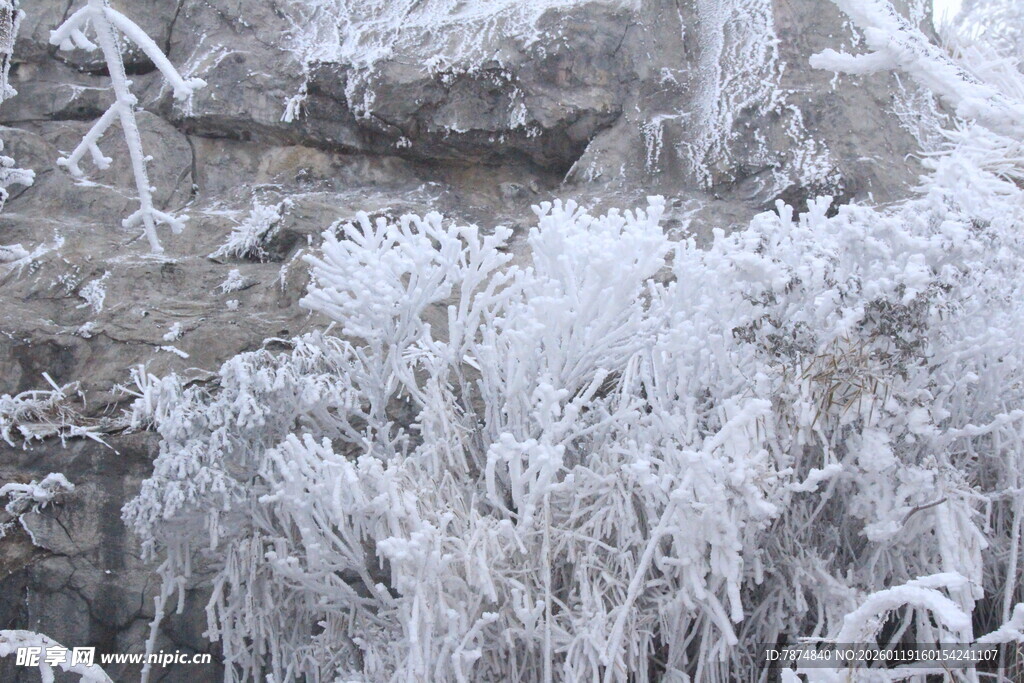 冬日霜覆植物美景