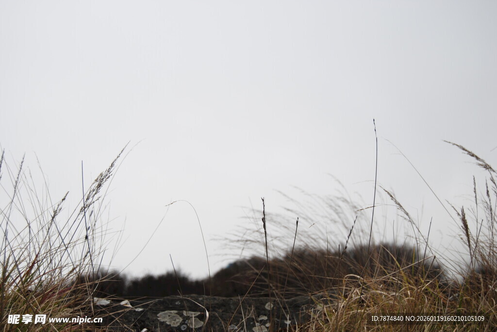 荒野枯草景象