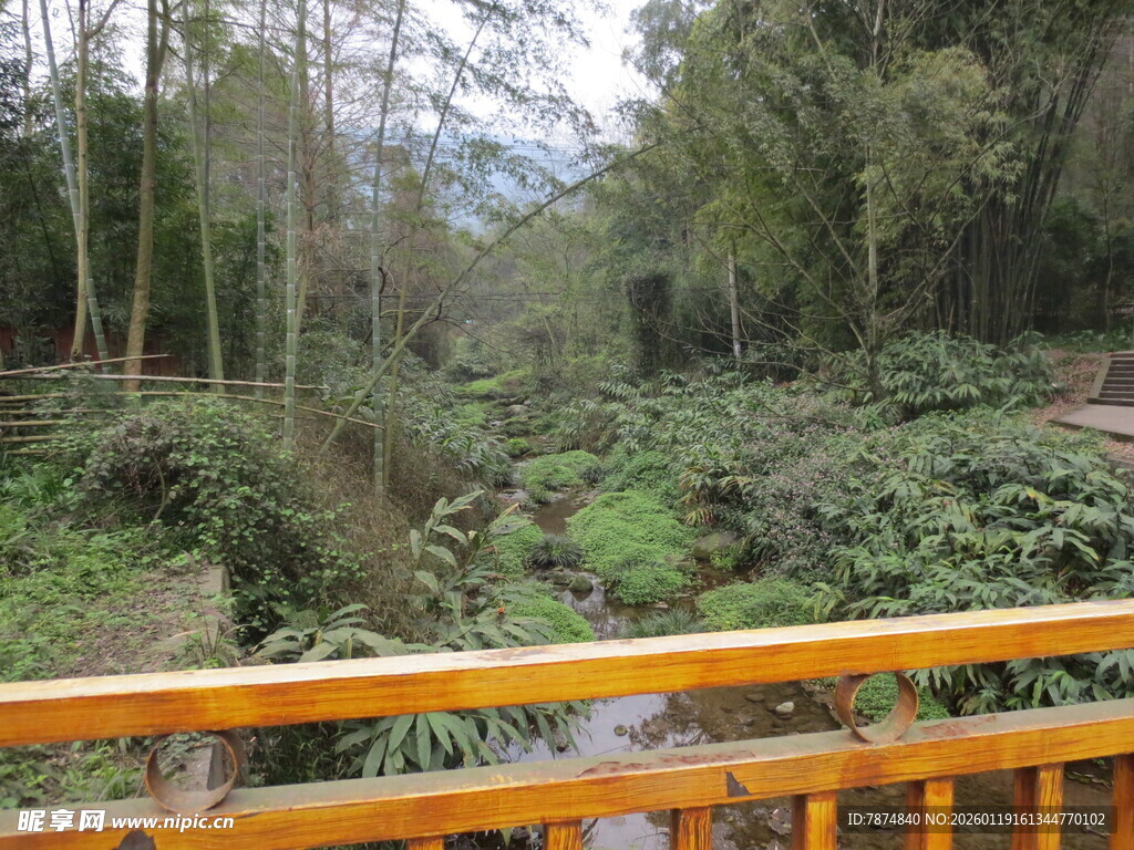 林间木桥旁的繁茂绿植