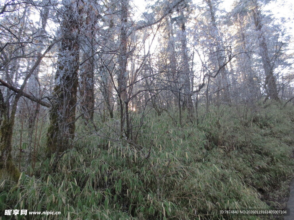 山林晨景 树木与草丛相依