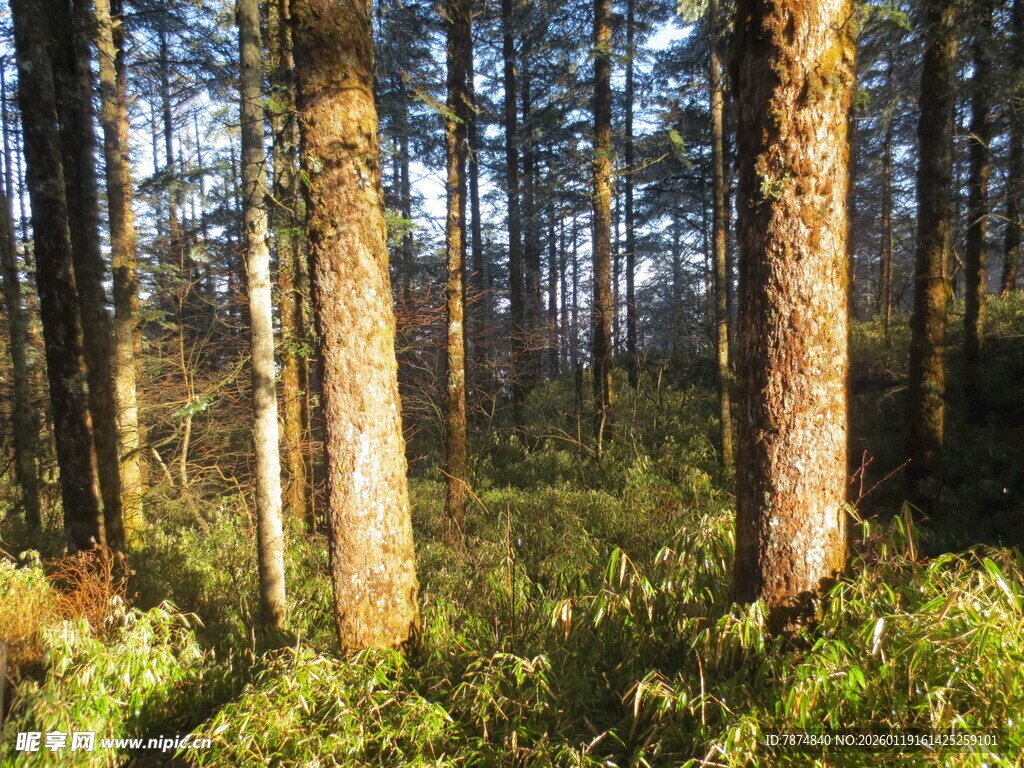 阳光洒落的静谧森林