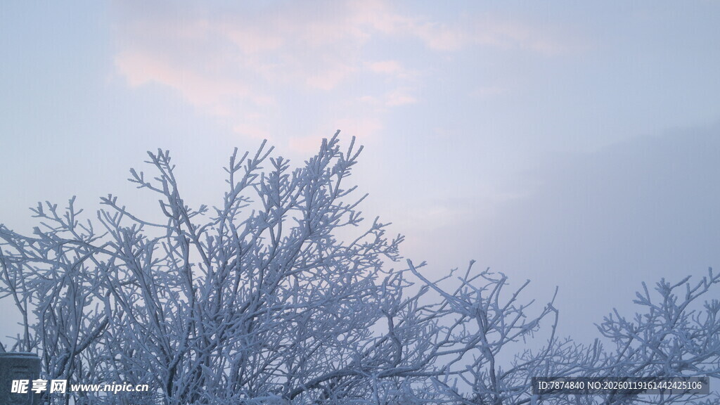 冬日树梢 霜雪覆枝景象