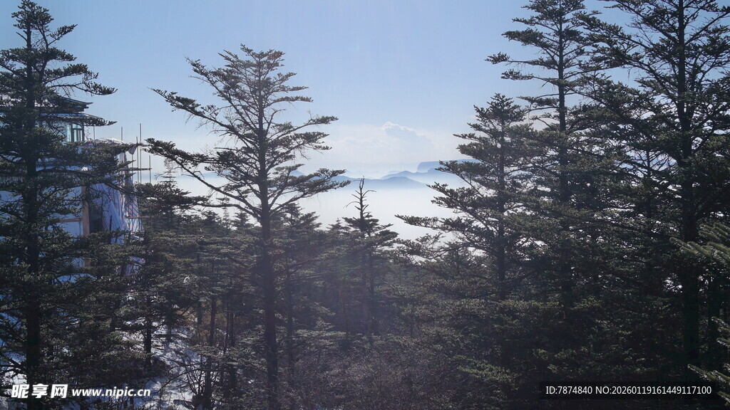 山林中的挺拔树木