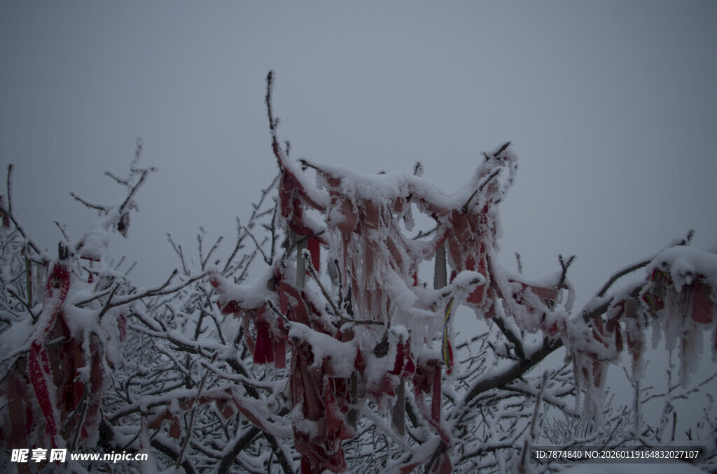 雪覆红枝 冬日独特景致
