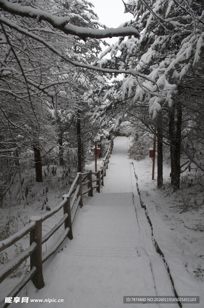 雪覆林间小道 静谧雪景