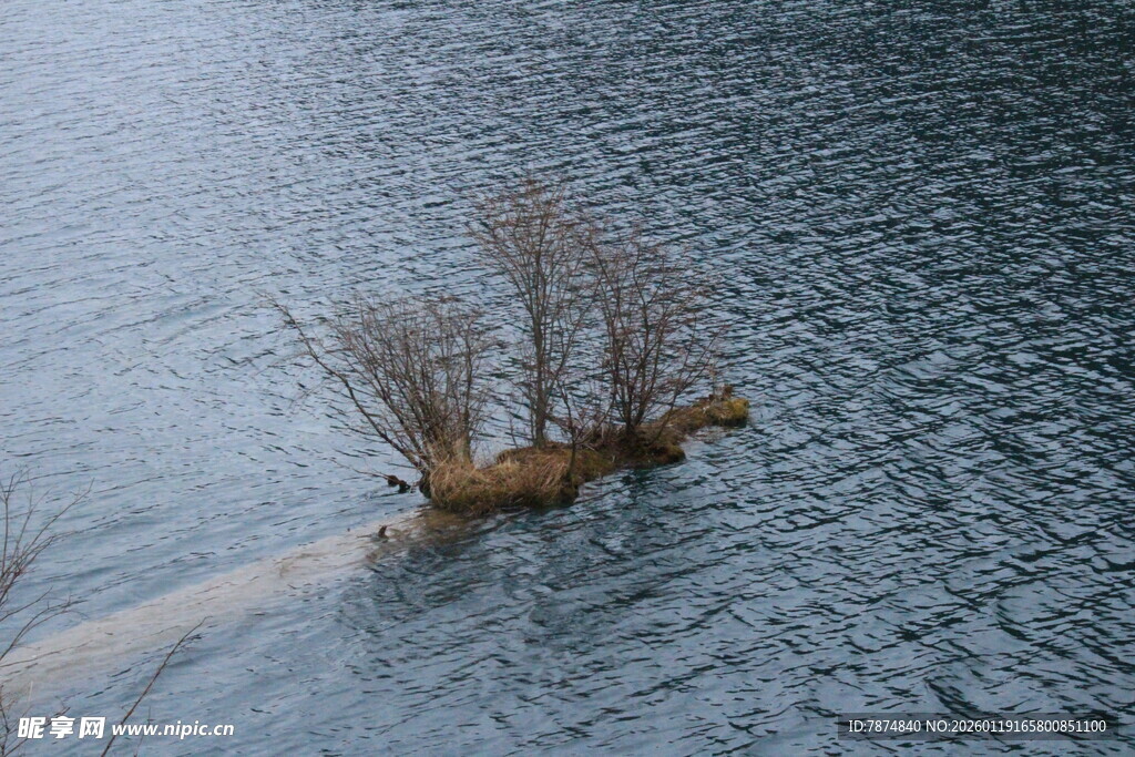 孤树傲立于冰封湖面