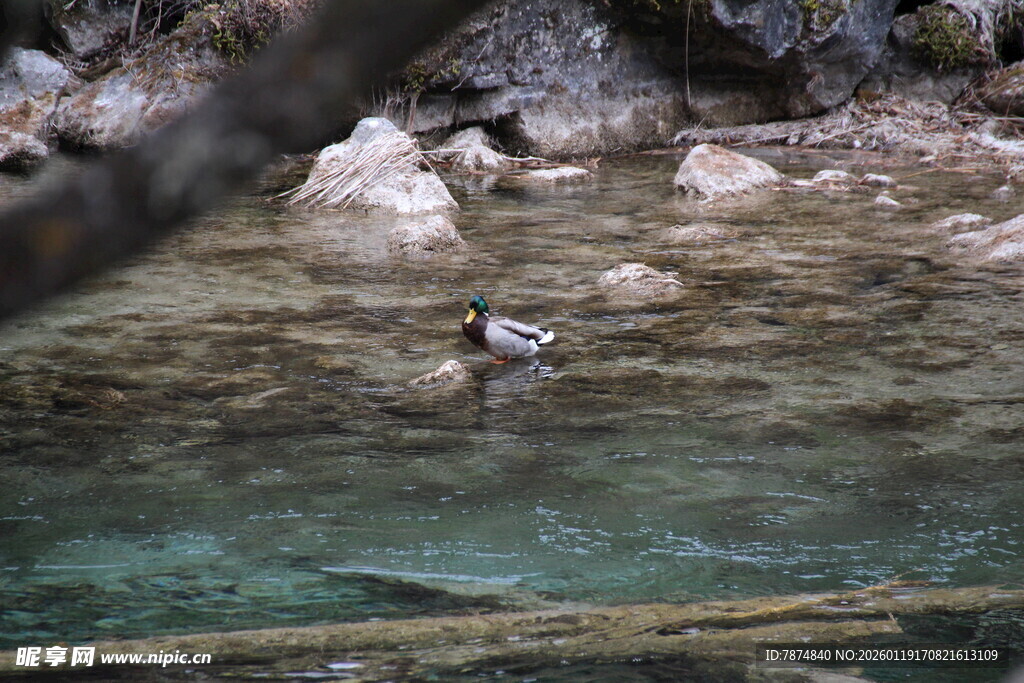 水中石块旁的神秘生物
