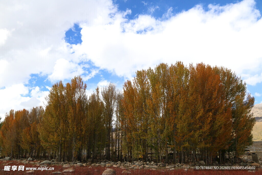 秋日树林斑斓美景