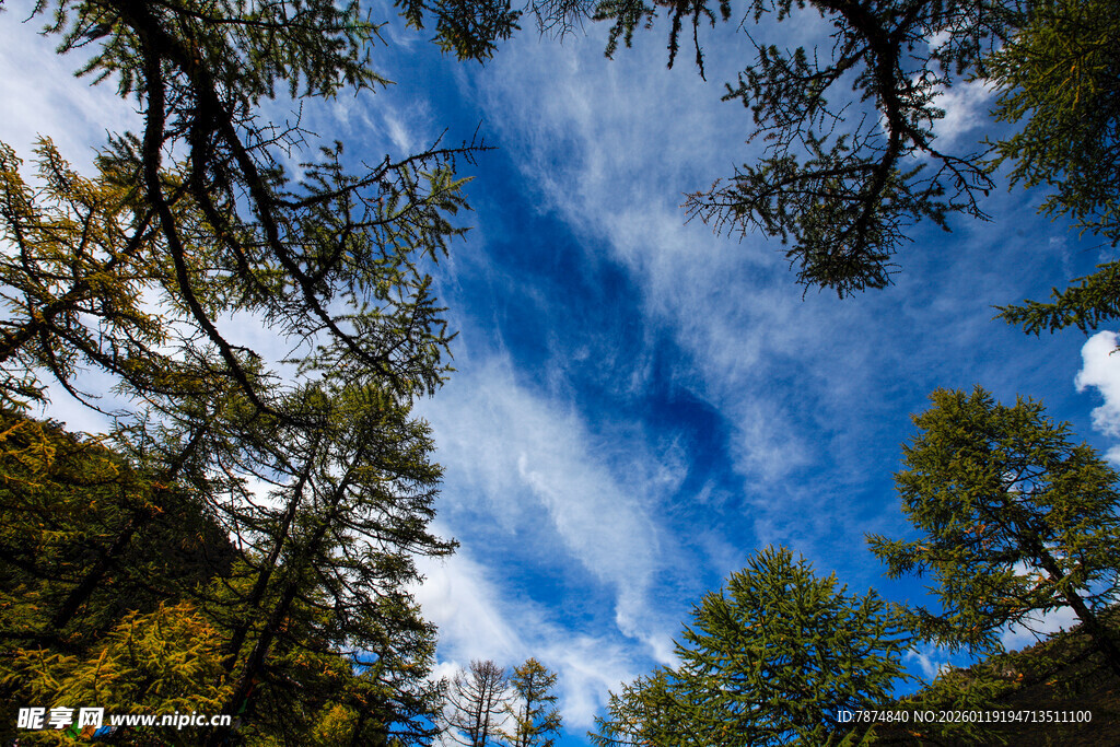仰望蓝天与林间树梢