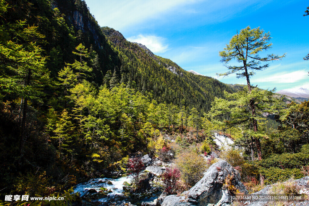 山间溪流旁的葱郁景致