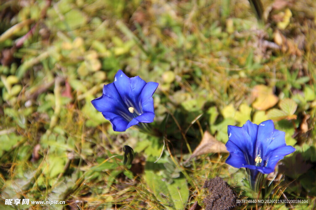 蓝花绽放于翠绿草丛中