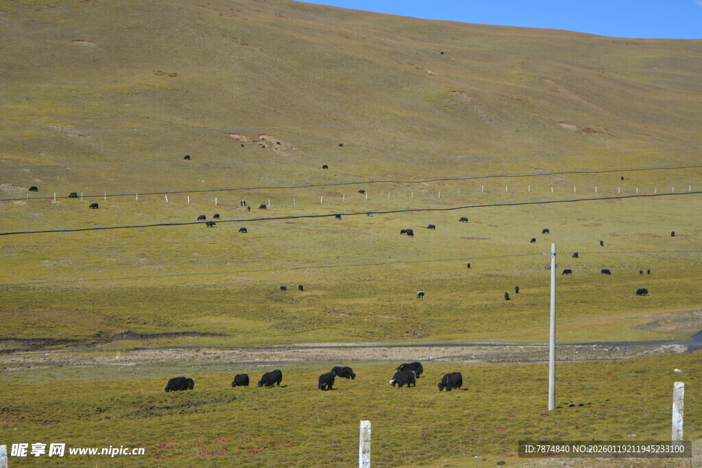 草原上的牛群