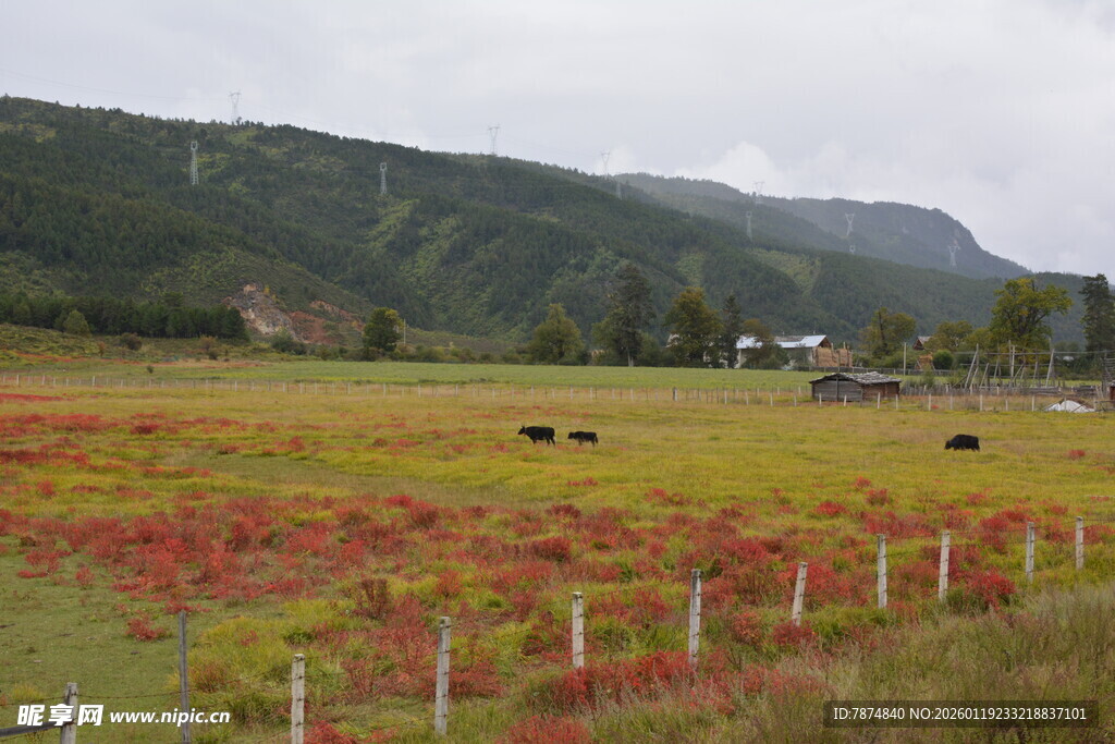 花海草原间的悠闲牧场景象 稻城