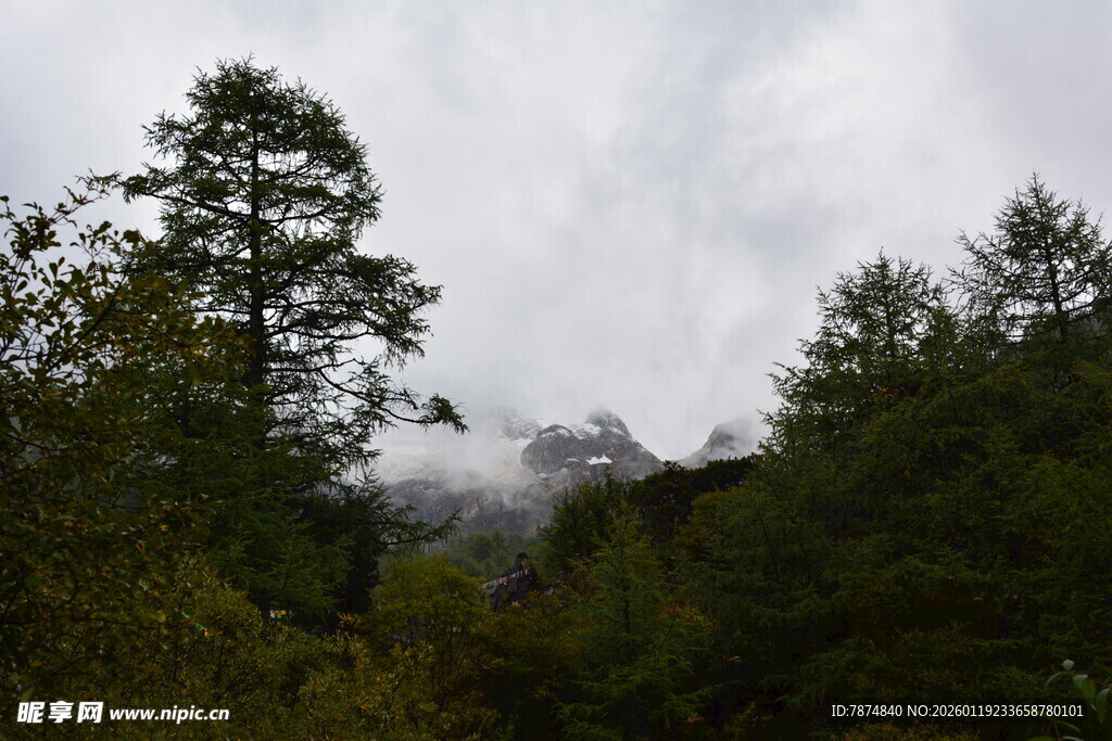 云雾缭绕的山林景色 稻城