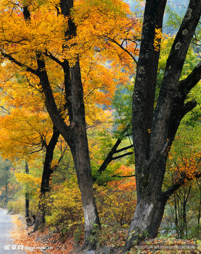 秋日林间斑斓小路