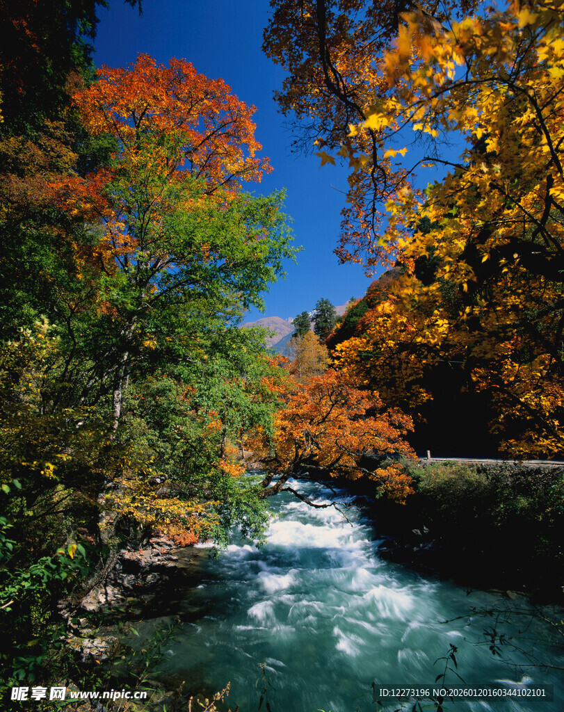 秋日溪流边的斑斓树林