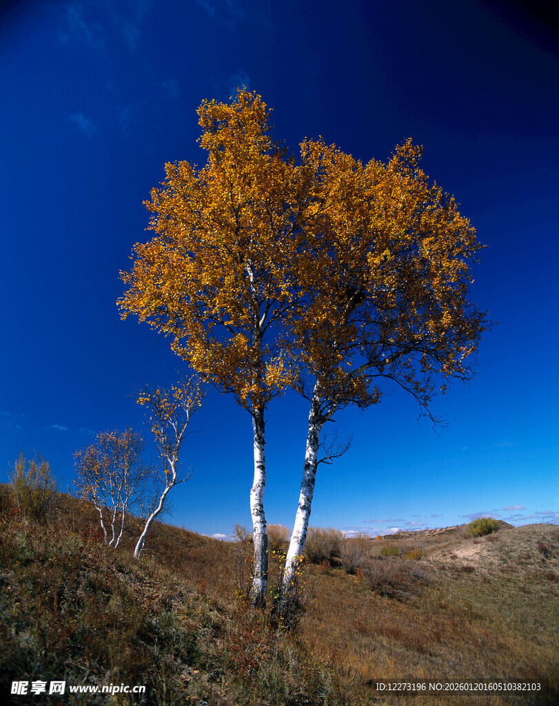 秋日原野上的金黄白桦树