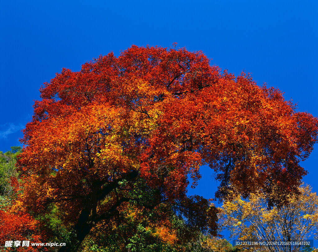 秋日红枫映蓝天