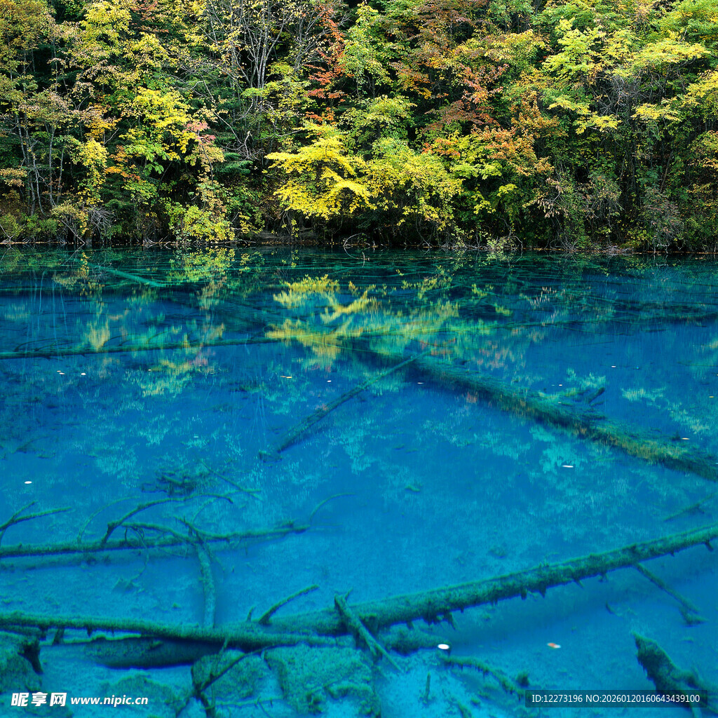 清澈蓝湖中的枯木景观