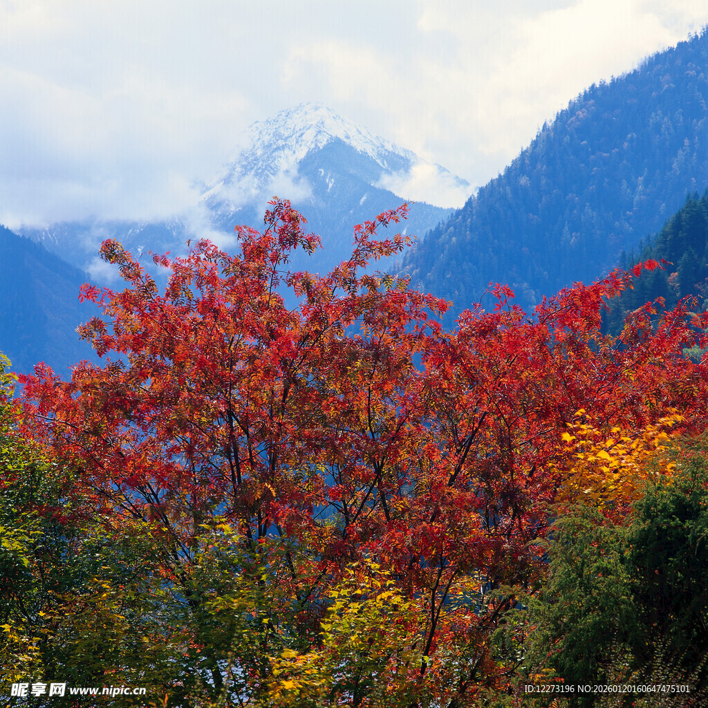 秋日山林间的绚烂红叶