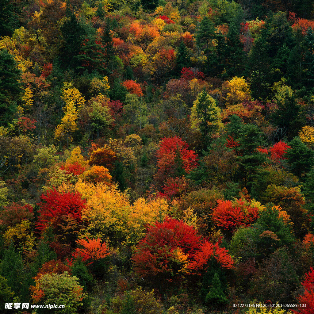 秋日山林斑斓美景