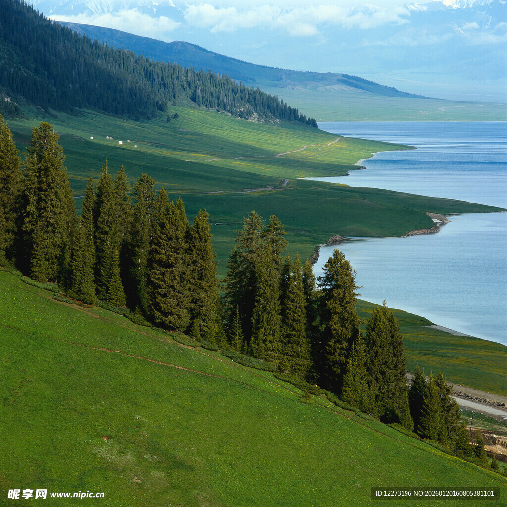 草原湖畔松林壮美风光