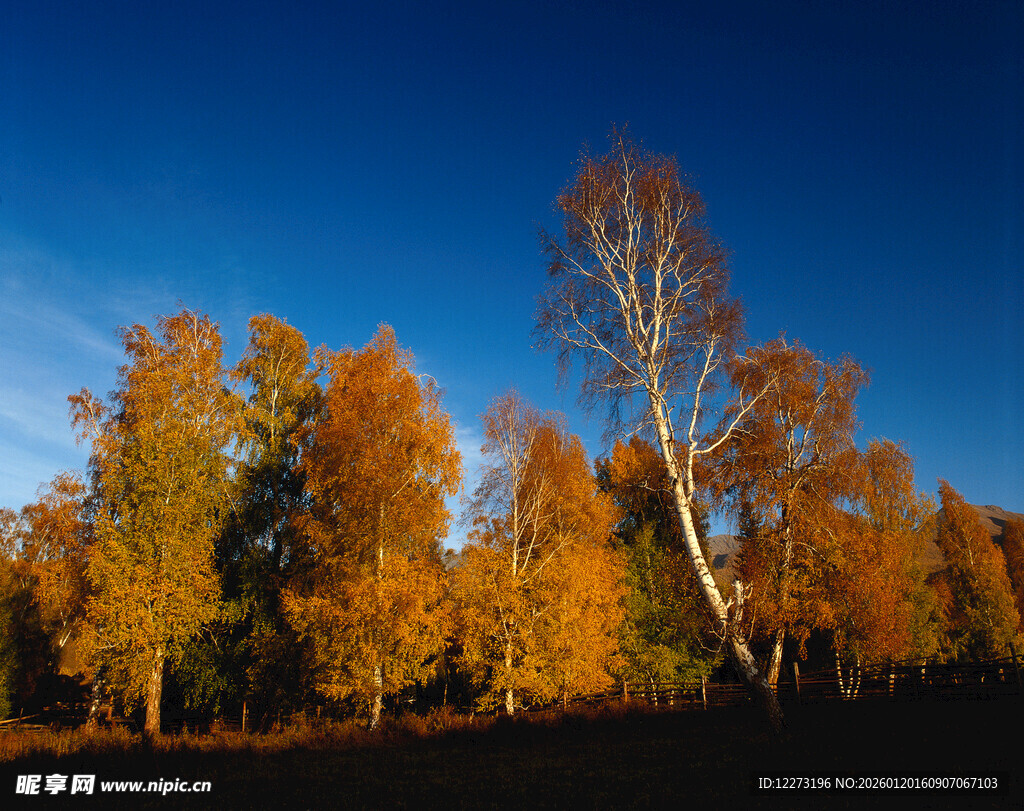 秋日金黄树林美景