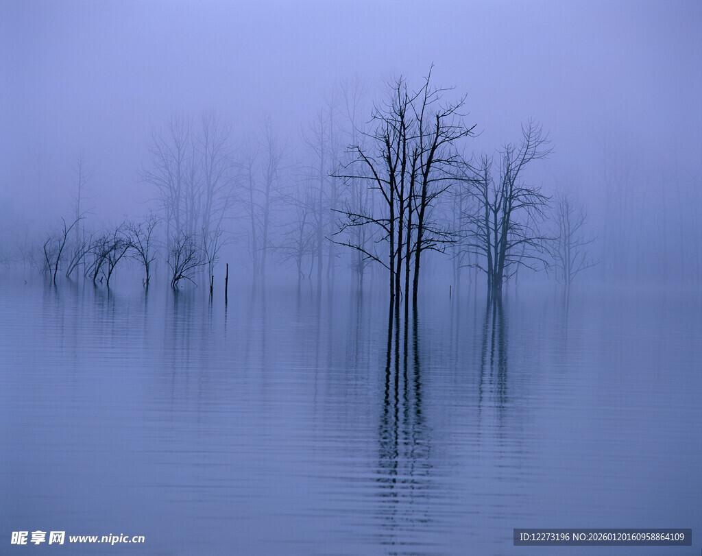 雾中枯树映于静谧水面