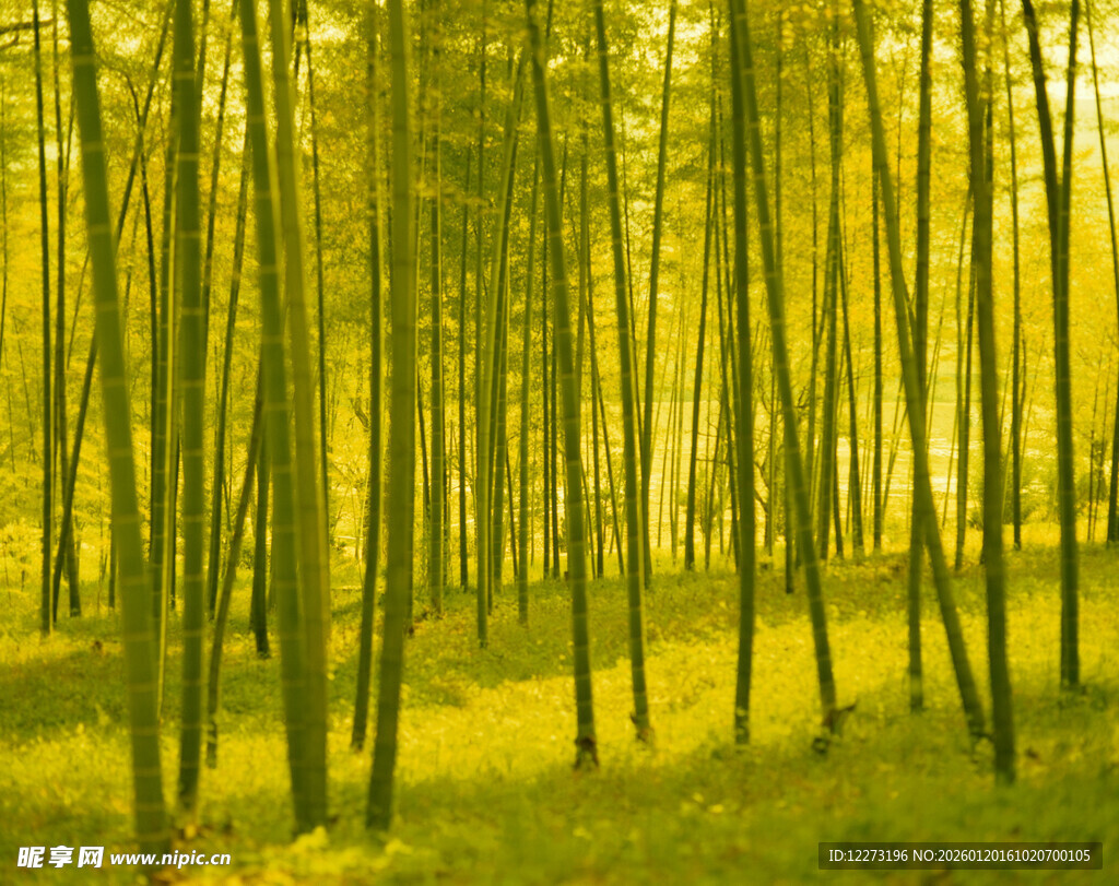 金黄竹林美景