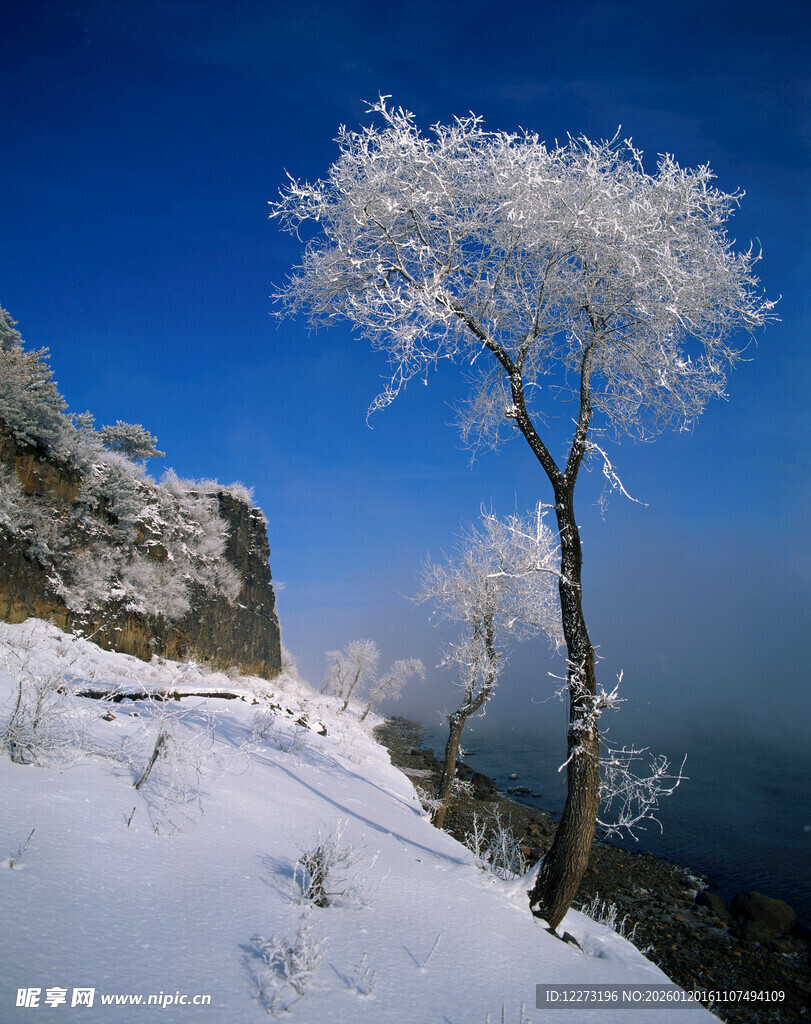 雪覆孤树的冬日美景