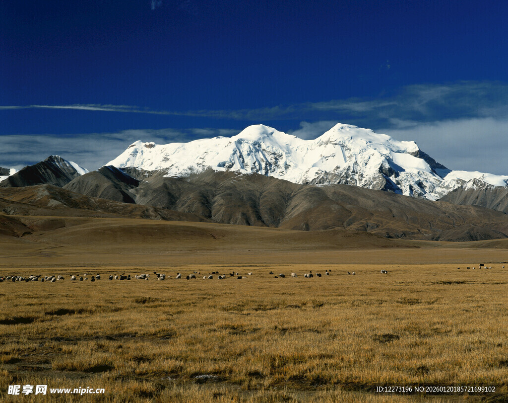 雪山下的广袤荒原