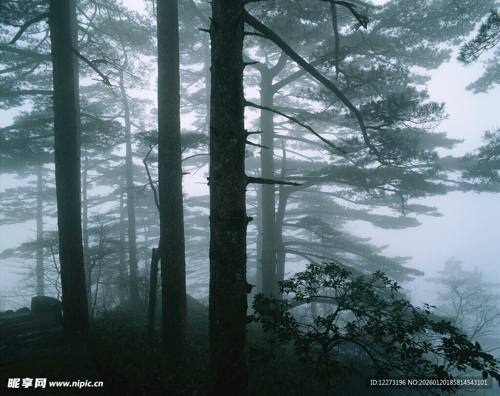 雾中静谧森林景象