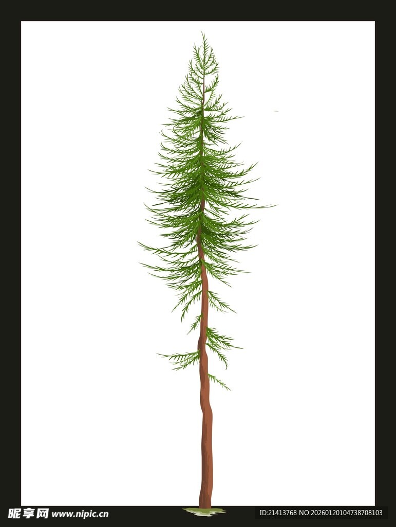 单株挺拔松树展示