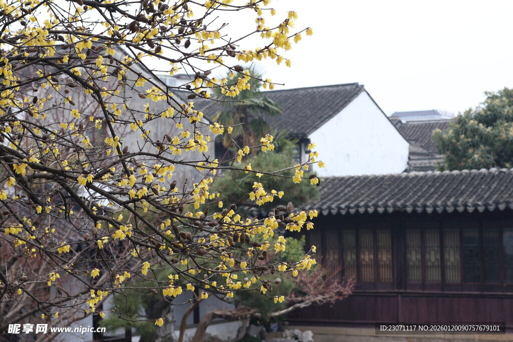 中式建筑旁绽放的腊梅