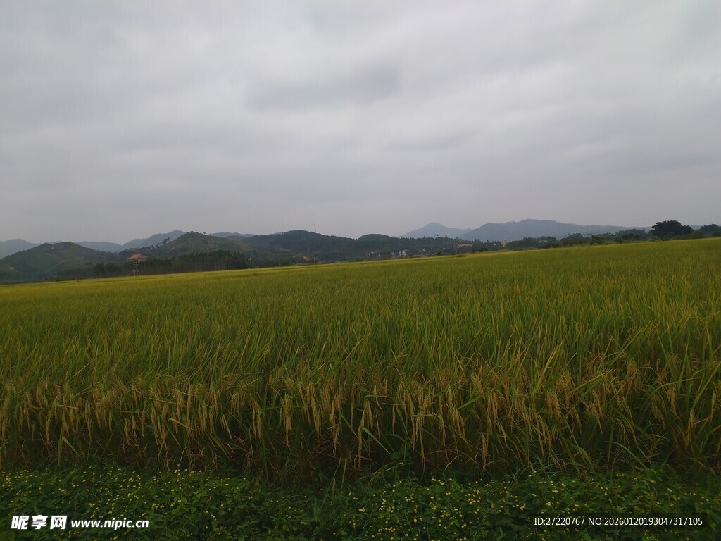 广袤绿野间的田园风光