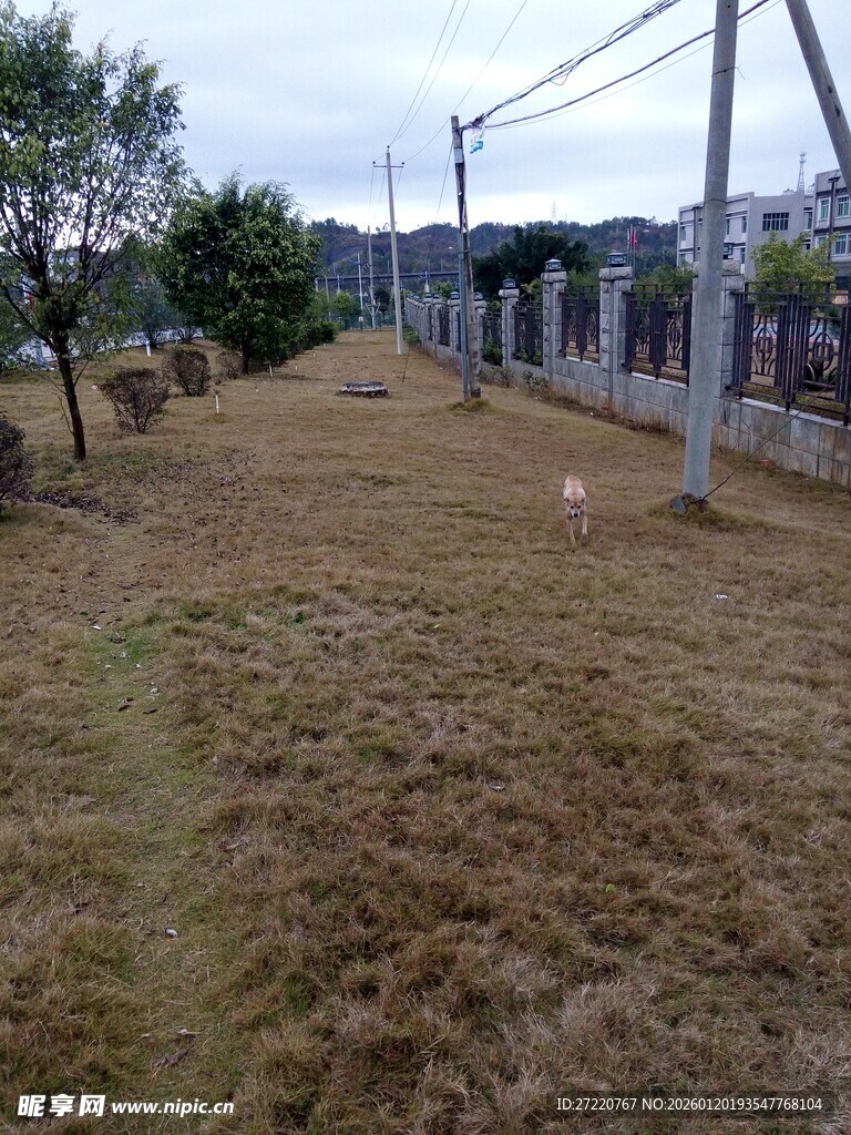 枯黄草地与周边景物