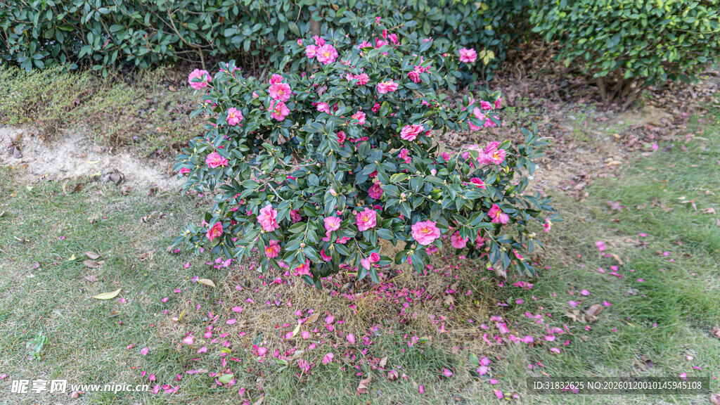 盛开的粉色花丛