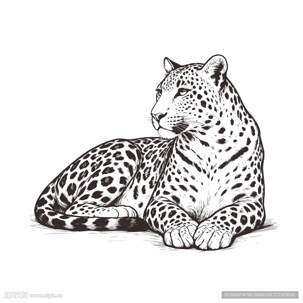 卧躺的雪豹黑白插画