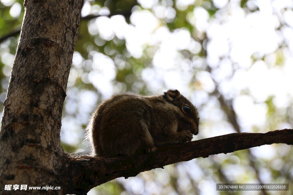 树枝上休憩的可爱小松鼠