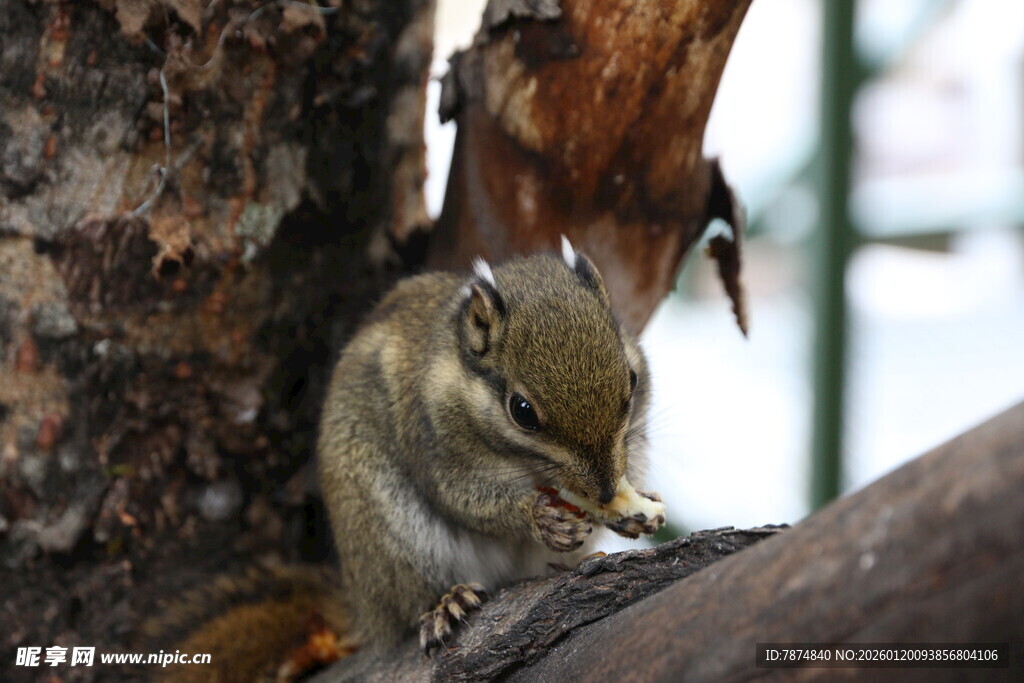 树干上的松鼠