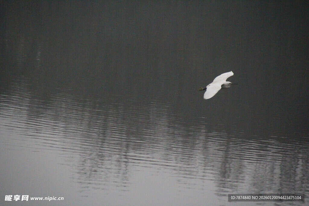 白鹭于水面上空优雅飞翔