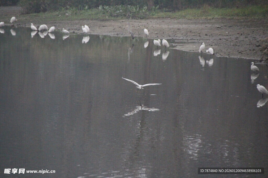 水边群鸟栖息飞翔之景