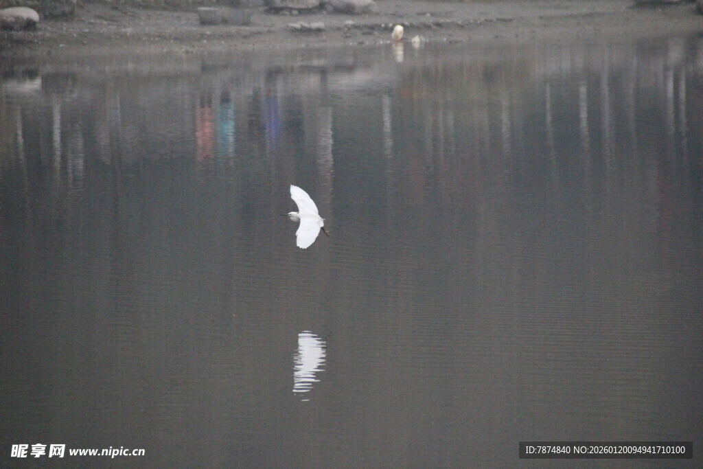 水面飞鸟倒影静谧景象