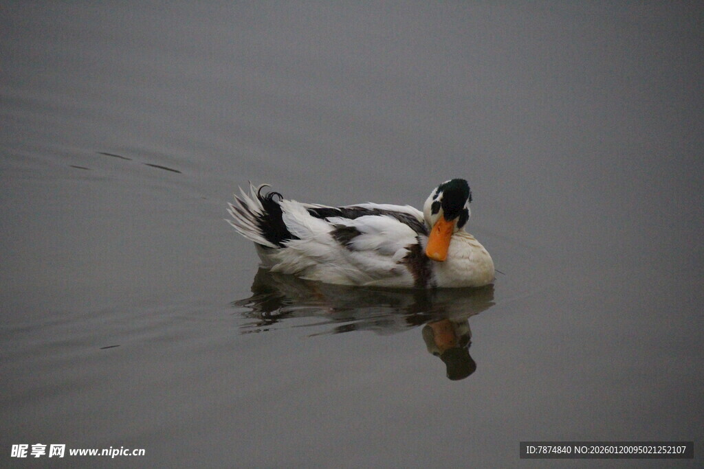 水中游弋的多彩鸭子